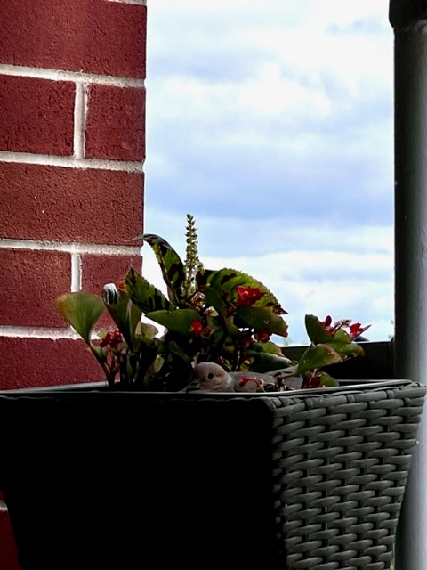 ElliottGuelph's tweet photo. Meet the newest visitors to Wellington. This mama dove has made herself quite comfortable on one of our balcony planters in the past few weeks and more recently welcomed some babies! We are so excited to watch the babies grow!
#ElliottCommunity #elliottexcellence #babybird #LTC https://t.co/1Q7I3JF6Nm