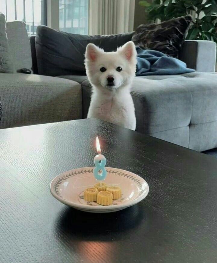 agustdidas's tweet photo. he still hasn't forgotten what happened on his 8th bday btw.. https://t.co/fmjdlOkX6L