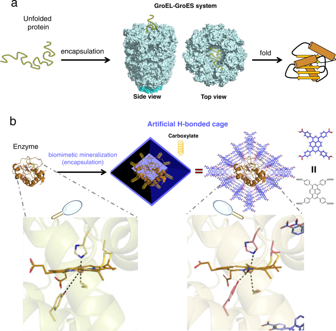 ChemistryNews's tweet photo. Hydrogen-bonded organic framework biomimetic entrapment allowing non-native biocatalytic activity in enzyme https://t.co/BEuQk53BE7 https://t.co/4BNBZpejvt