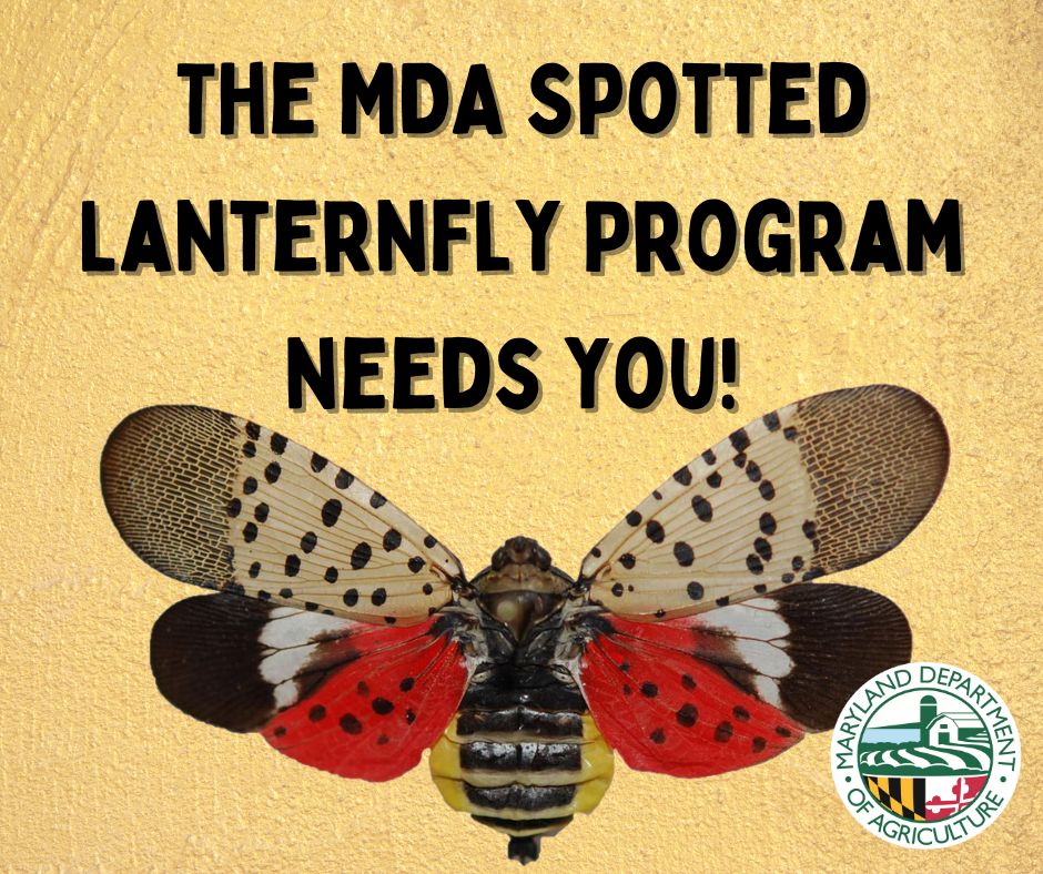 MdAgDept's tweet photo. 🐞 Want to be part of the team working to stomp out the spotted lanternfly?  

➡️ MDA is currently hiring for field technicians to assist with the spotted lanternfly program.  For more information and how to apply please visit https://t.co/sKNXVpzEFE https://t.co/nFiSaarAO9