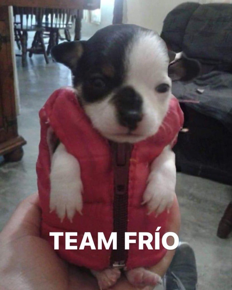 Perritos que curan tu depresión 🐶 (@perritos_qctd) on Twitter photo 