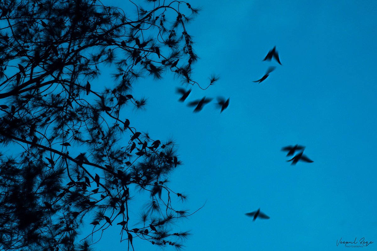 0xVeepul's tweet photo. 'The Freedom'
A tree (Itsuki) gives the birds the freedom, the freedom to live a life.
My submission for #FireClan 🔥 in #ItsukiClanClash
Available on @opensea 🔥
#WeAreItsuki @ItsukiNFT @BhushanVishwas
Click ALT for more description. 1/2 https://t.co/wdYTjhZs8l