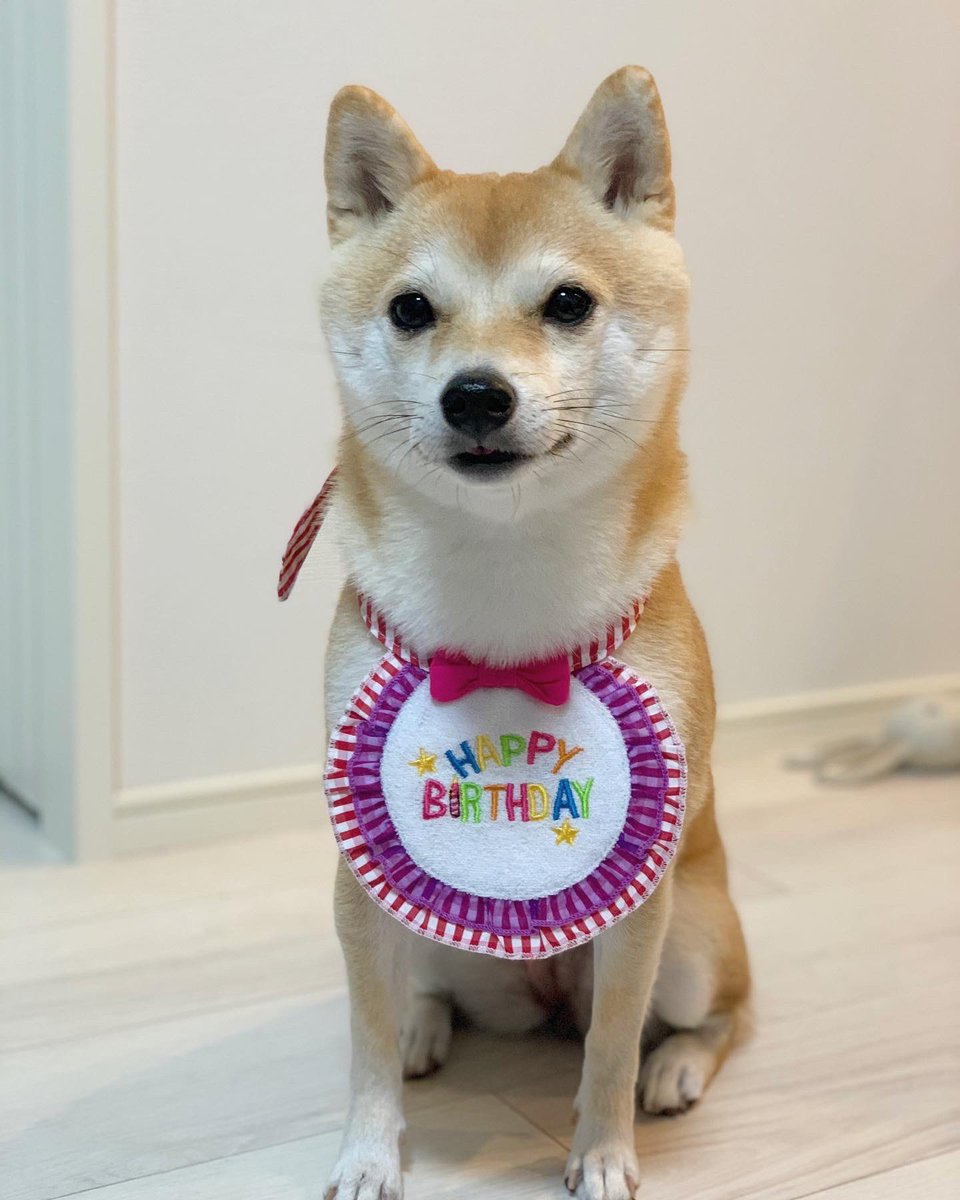 きなこ2歳になりました！
日々成長していくきなこが愛おしい毎日です🥹🫶
そしていつも見守ってくださるフォロワーさん、ありがとうございます🙇‍♀️✨
2歳のきなこもきなこ節炸裂で素敵な歳にしていきますので、これからもよろしくお願いします🌻

#生まれてきてくれてありがとう