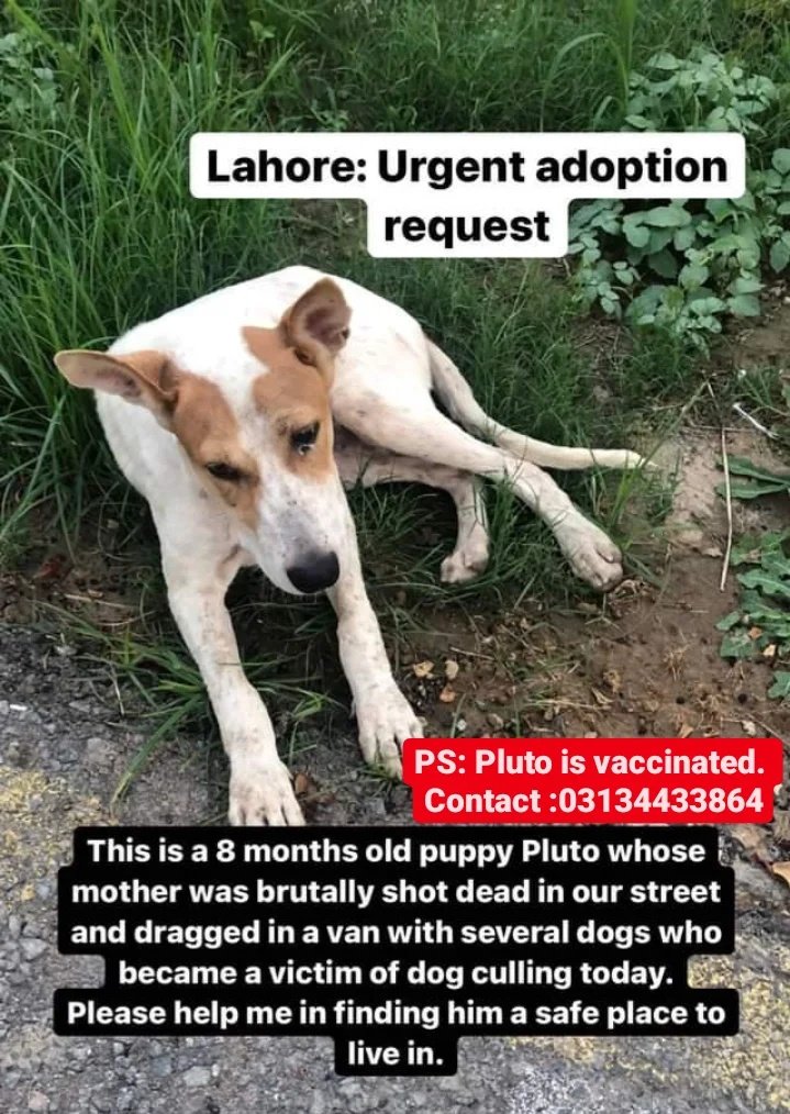 animal_vanguard's tweet photo. ⚠️URGENT ADOPTION IN LAHORE. Pluto has lost his mother today in the #Lahore dog culling at #pcsir society. He's vaccinated. We don't want him to be the next victim.#Lahore #stopdogcullingpk
#Pakistan #pcsirsocietylahore
@GoddessOfNebula @QuatrinaHosaina @Faryalhaque https://t.co/ktoohsuYie