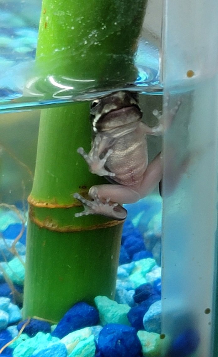 FeelinFroggieMO's tweet photo. Our newest froglets are doing great! I'm excited that some snowflakes are coming through on these guys. 💚🐸💚
#WhitesTreeFrogs #WTF #WhitesTreeFrog #LitoriaCaerulea #DumpyTreeFrog #WhitesDumpyTreeFrogs https://t.co/t5b6wmVF9x