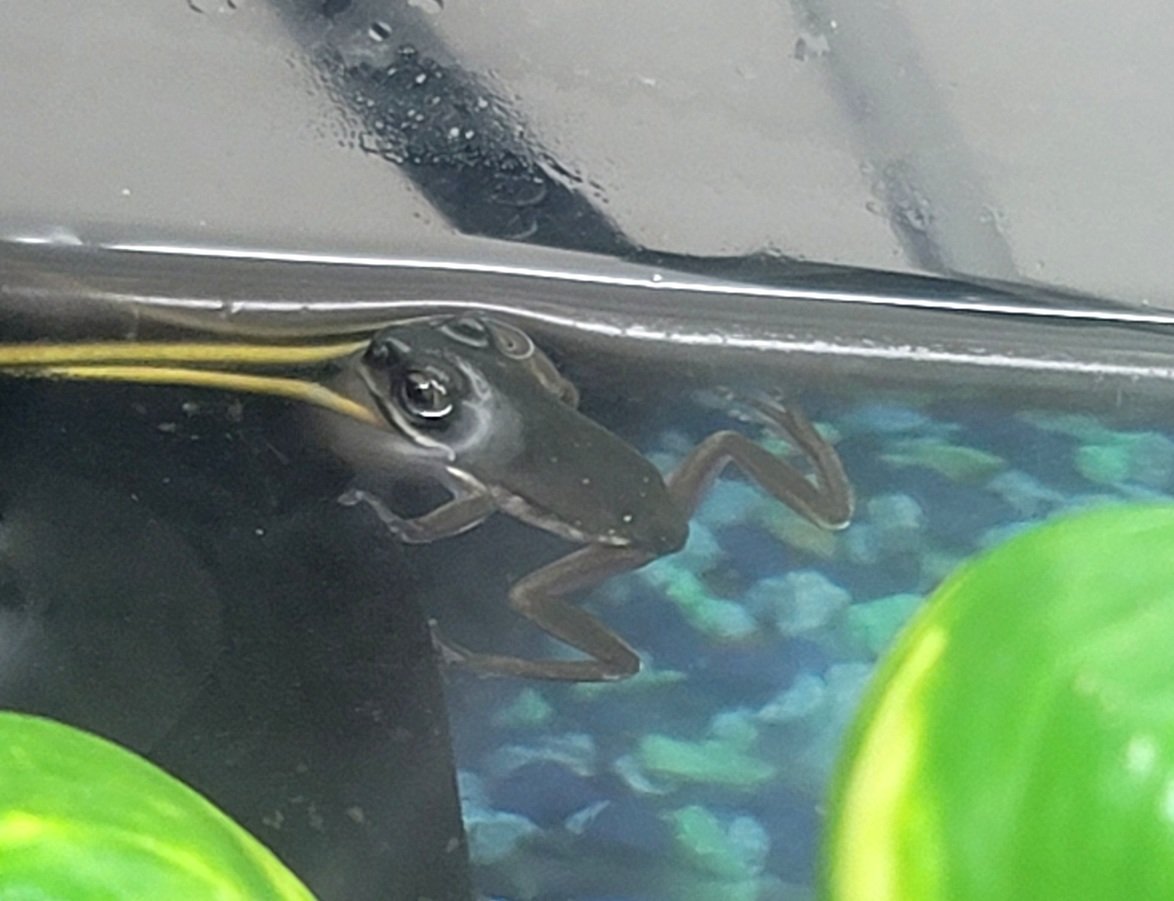 FeelinFroggieMO's tweet photo. Our newest froglets are doing great! I'm excited that some snowflakes are coming through on these guys. 💚🐸💚
#WhitesTreeFrogs #WTF #WhitesTreeFrog #LitoriaCaerulea #DumpyTreeFrog #WhitesDumpyTreeFrogs https://t.co/t5b6wmVF9x