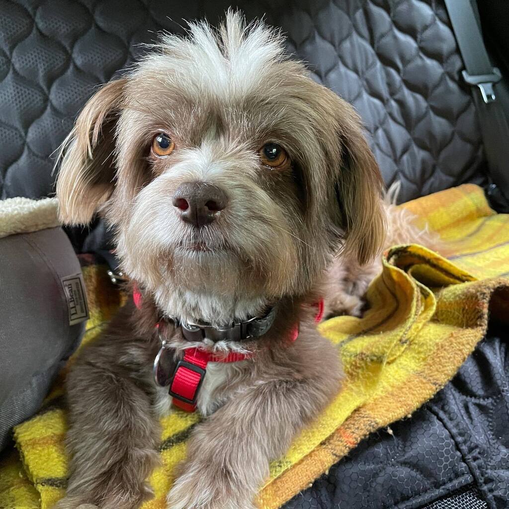 nigelpetrie's tweet photo. On the way home from my first (cabin) camping trip. Only peed inside once. Chased two mice. Caught zero. Obtained three new toys. I’d say it was a good weekend overall. https://t.co/keVMenNcLH https://t.co/hsMvKT28tL
