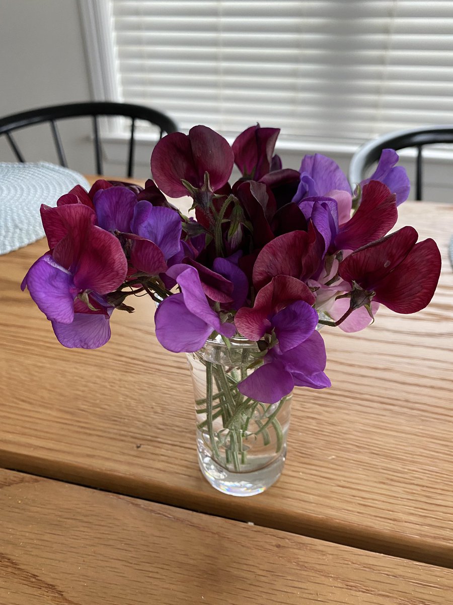 mcrosbie's tweet photo. Sweet peas in bloom 😍 https://t.co/uDQJoT5Dwu