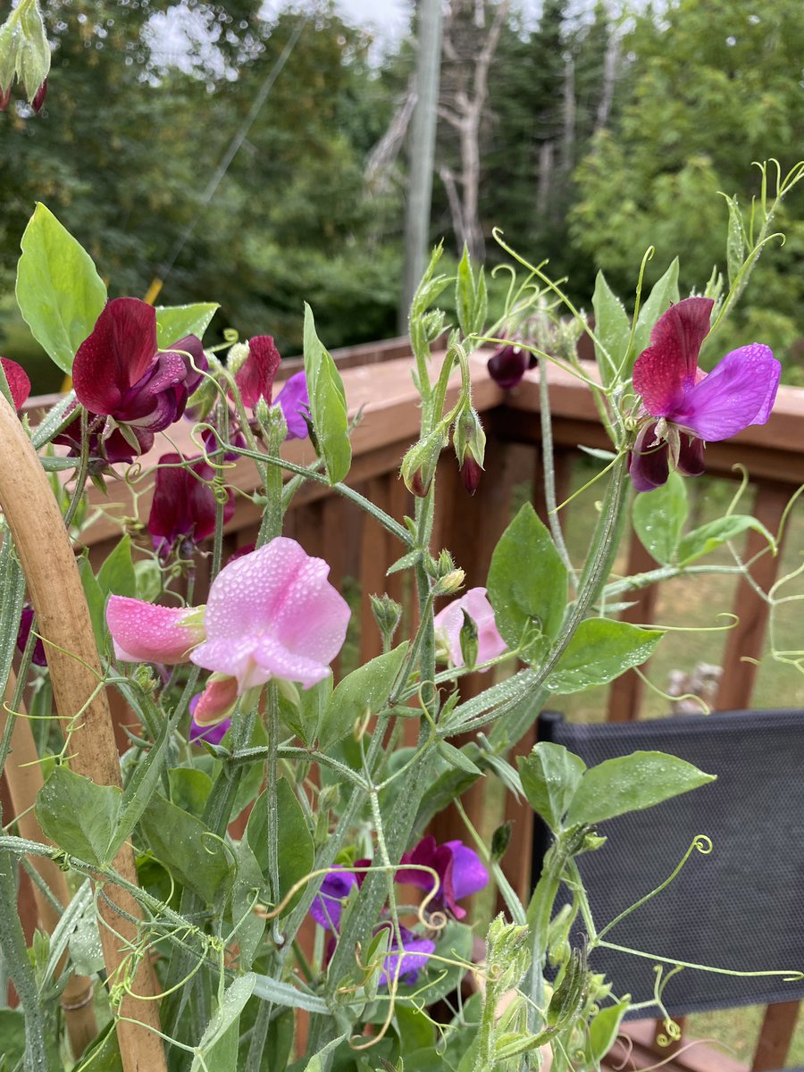 mcrosbie's tweet photo. Sweet peas in bloom 😍 https://t.co/uDQJoT5Dwu