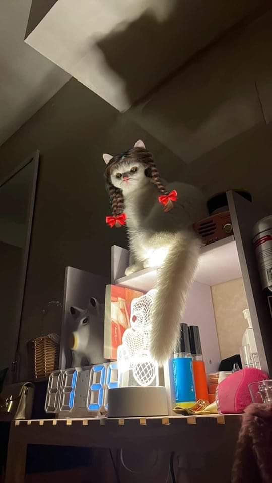 DoseOfCatto's tweet photo. Meownnabelle
#CatsOfTwitter #Meow
#Cat #Cats #Kitten #Kittens #DailyDoseOfCatto #DoseOfCatto #CuteCats #LifeOfCats
#FunnyCats #FunnyCatto https://t.co/DbYatmuOi3