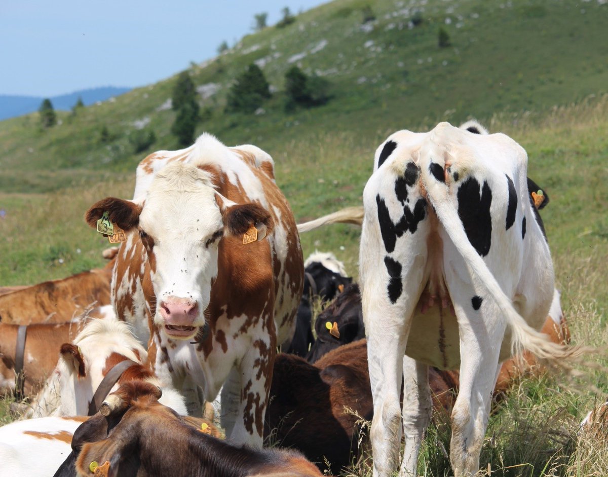 ot_pays_de_gex's tweet photo. 🔸 Le Saviez-vous ❓🔸 Elle est la vedette de notre massif ! La #Montbéliarde est la principale race de #vache productrice de lait à #comté mais elle est également à la base de la fabrication de nombreux autres fromages AOP : Morbier, Mont d’or, et notre fabuleux #bleudegex 🧀 https://t.co/IjrxdDAAgh