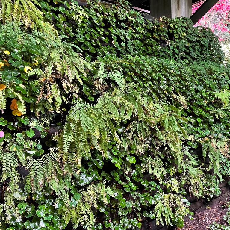 Installed under a cantilevered deck, the ferns and other shade tolerant varieties in this #FlexMSE wall have great early growth, and will look even better over time. Vegetation selection is key, especially in tough-to-vegetate areas like this. Where else can you see Flex MSE?
