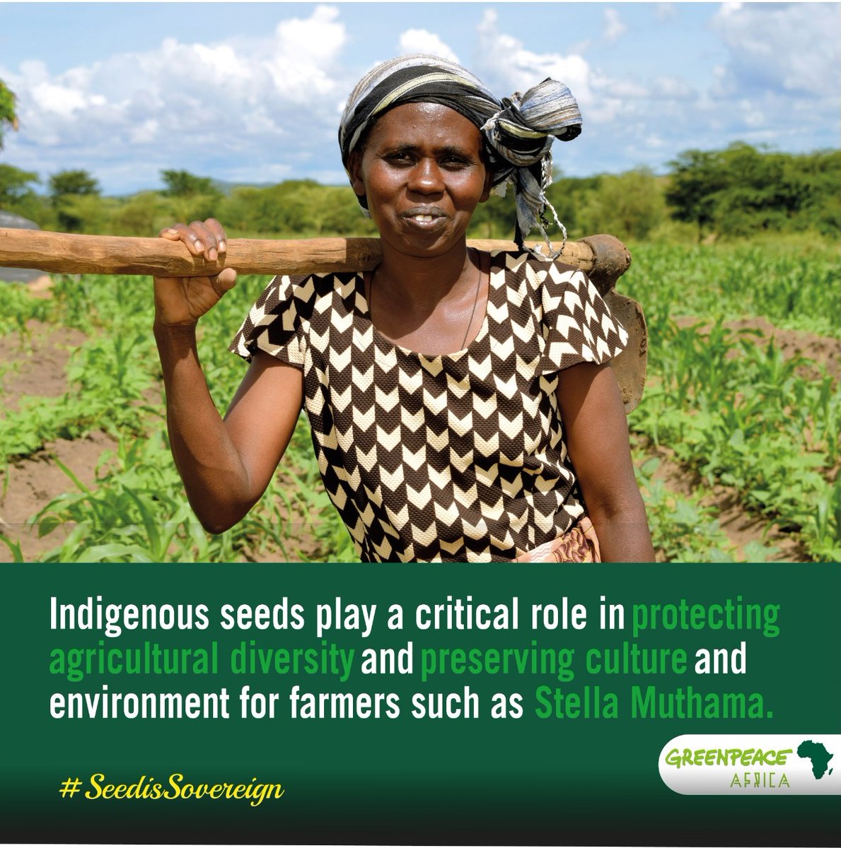 Greenpeaceafric's tweet photo. Certified seeds are susceptible to new pests, resulting in the use of pesticides, causing harm to farmers like Stella Muthama.
Government MUST support the use & exchange of indigenous seeds which are resistant to pests! >> https://t.co/ohCwtDIIzQ
#SeedIsSovereign https://t.co/V9IreAVNaL