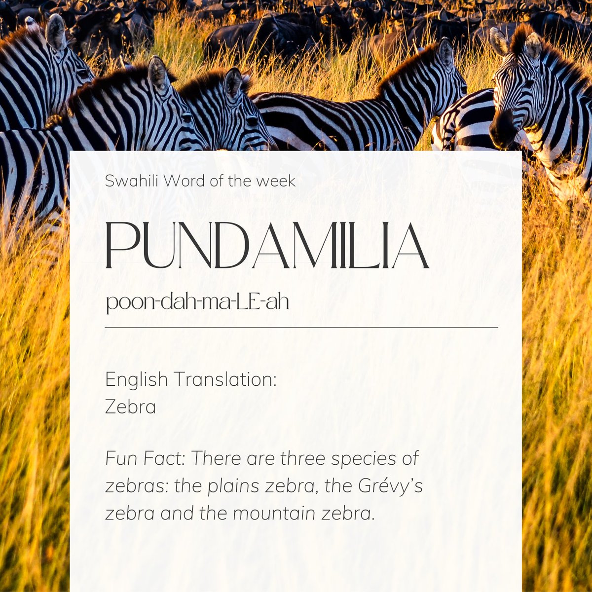 RedSweaterPro's tweet photo. #swahili #wordoftheweek #tanzania #africanlanguage #serengeti #africa #languagelearning #language #english #translate https://t.co/2IaoOhVsQ1