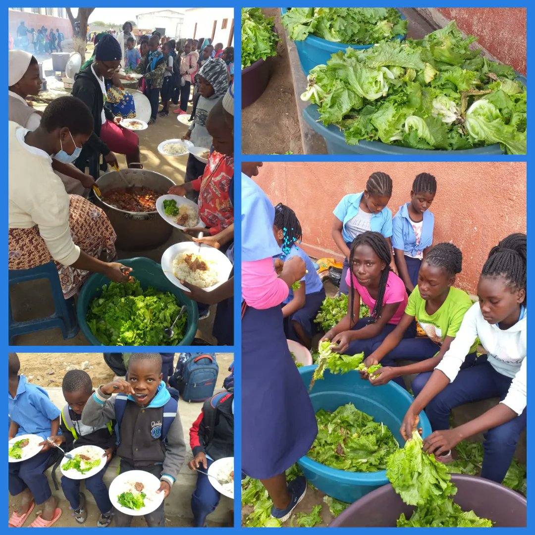 ALittleGesture's tweet image. #sourceofincome #foodautonomy
The S. Vicente de Paulo School farming plot (“machamba”) is not only a source of income but is also a great reason for pride.

Look at these lettuces, which were harvested (more than 100 kg) that served to reinforce the daily lunch at School Feeding.