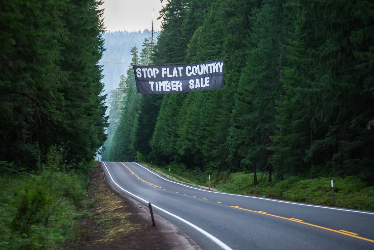 TreeSitUnion's tweet photo. 🚨BREAKING🚨 

Activists hang a 30 ft banner across Hwy 126 as our community continues to fight the Biden Admin's proposed Flat Country old growth timber sale. 

Forests are #WorthMoreStanding https://t.co/QpAAH7Silh