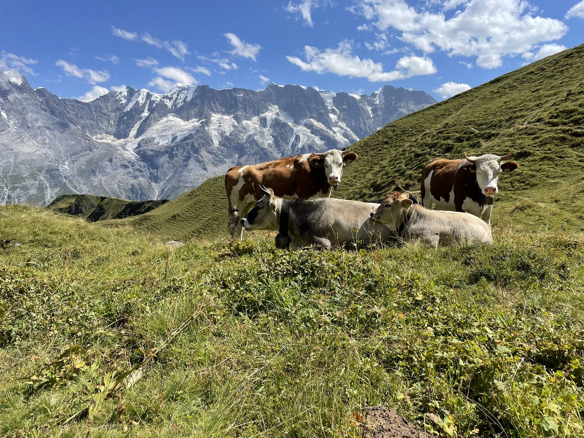 Hans Paul Gauger (@hansgauger) on Twitter photo 