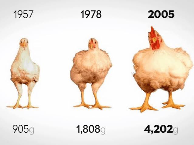 SaycheeseDGTL's tweet photo. Chickens today are 4 times bigger compared to 60 years ago.. the chickens today can barely walk. https://t.co/qZPXXbEvby