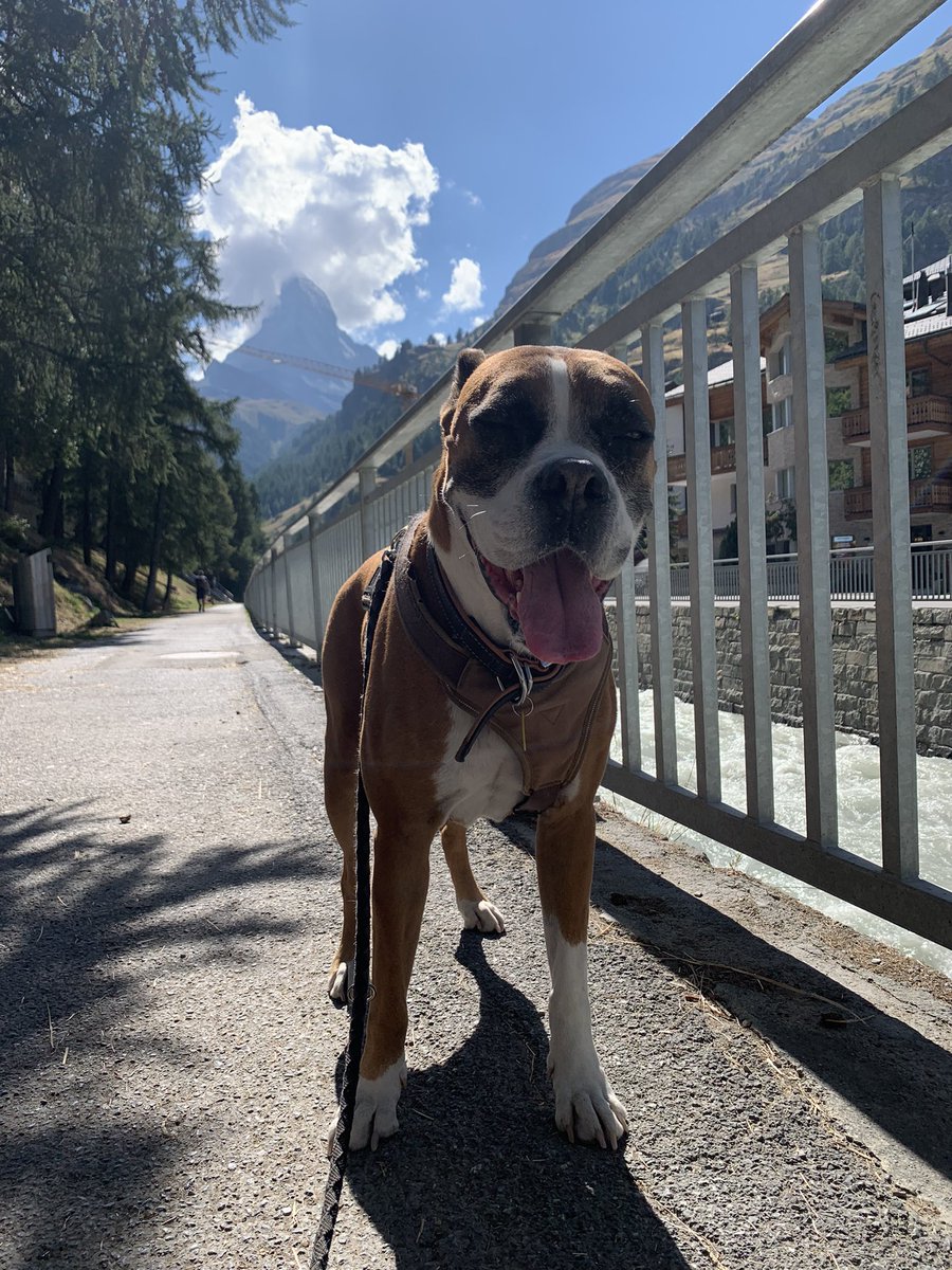 rivertechjess's tweet image. I mean... is this real life?? #geomorphology #research #sciencedog #matterhorn