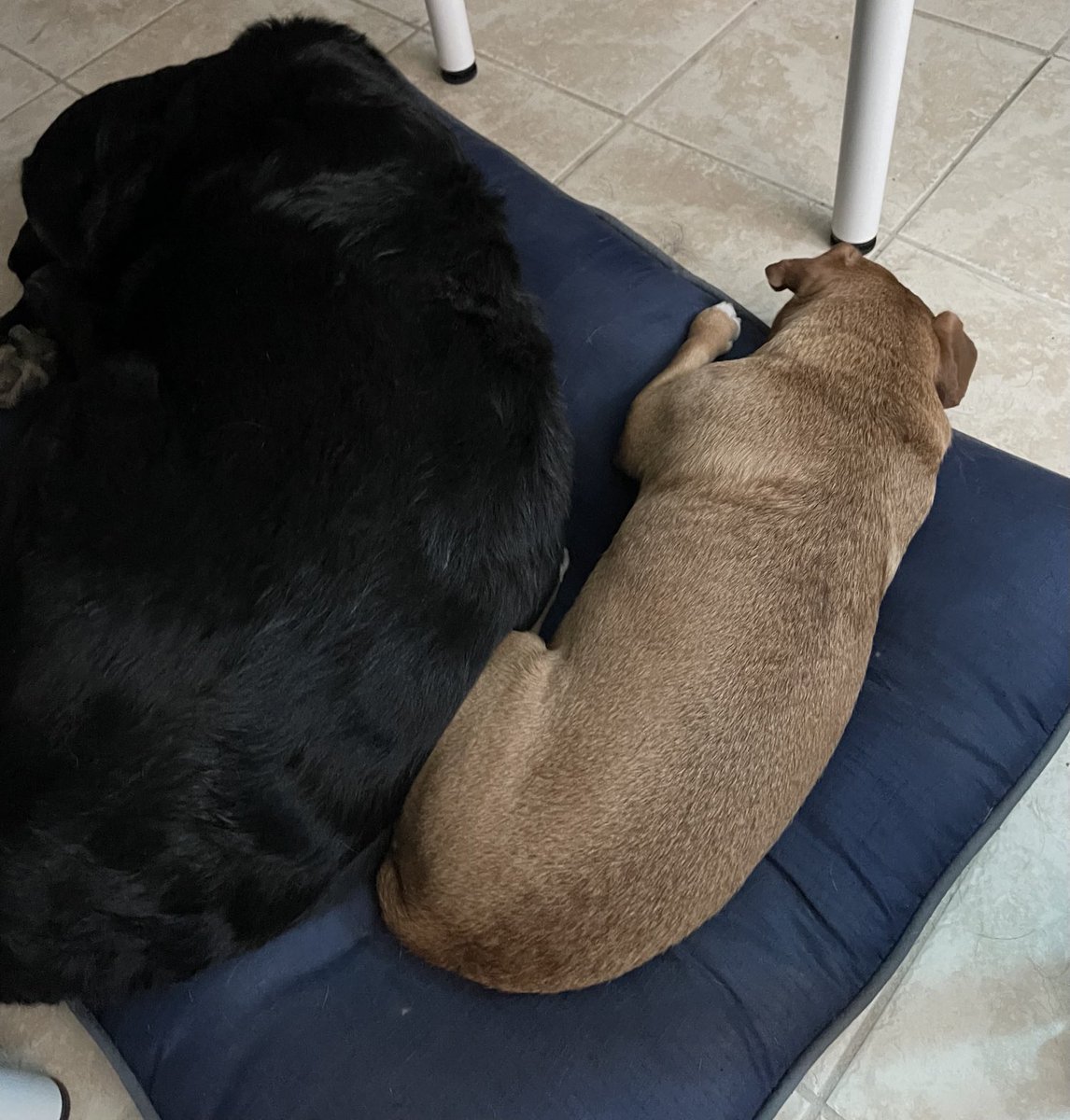 PyraManiac_'s tweet photo. The one time they get along 😂😂 https://t.co/FAep9b6zKR
