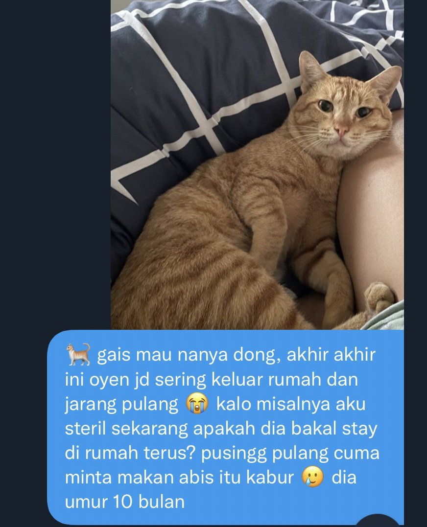 kochengfs's tweet photo. 🐈‍⬛ T i t i p https://t.co/zzp1T4WiID