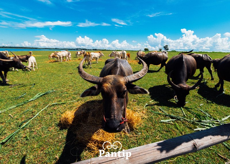 PantipTravel's tweet photo. เร่เข้ามา 📣 พันทิปพาเพื่อนๆ ไปตระเวนเที่ยวชมเมือง #สกลนคร-#มุกดาหาร ในเส้นทางสายวัฒนธรรม กับทริป 3 เมืองรองต้องจองล่วงหน้า! ISAN in Love : ม่วนอีหลีคีรีริมโขง ใครที่รู้ตัวว่าเป็นสายมู เชิญมาทางนี้เลย! 🐉
📌https://t.co/FCPZBKIpiR
#ISANinLOVE #TATPANTIP #AmazingThailand https://t.co/ri1zBQs98r