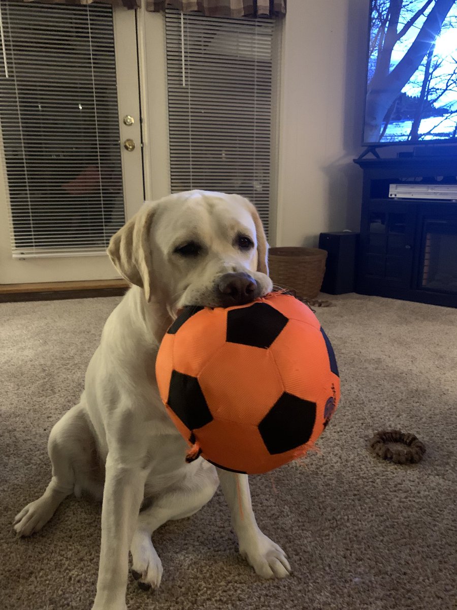 mrsulbrichHMS's tweet photo. Anyone want to guess how long this toy made it? #cooper #nothingissafe https://t.co/yeUZR7PT9i