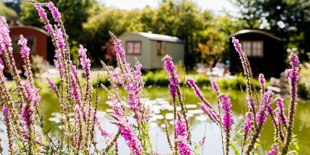 Merry Harriers tweet media