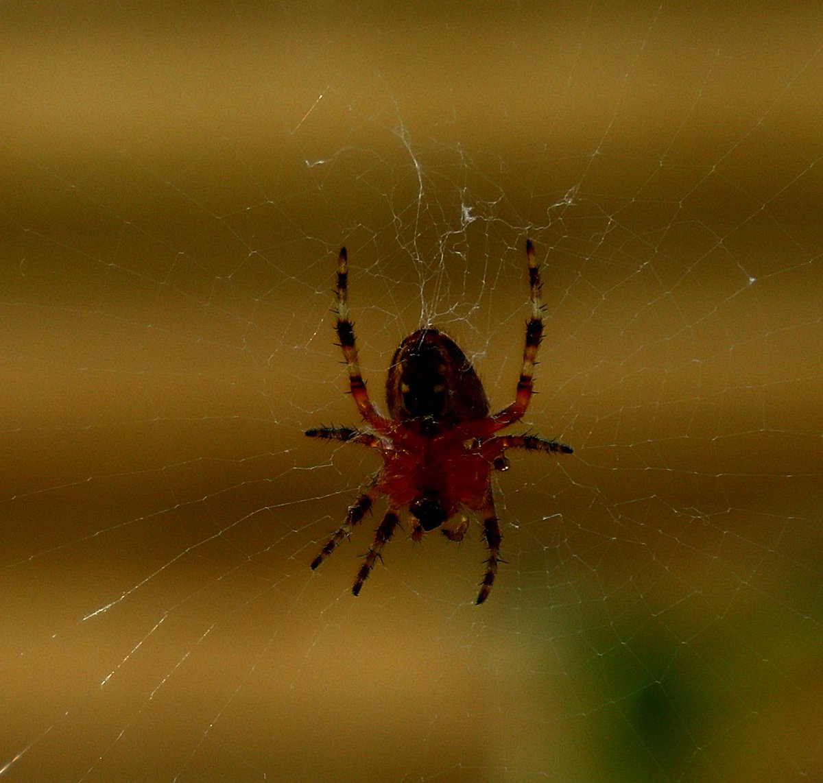 Spin geduldig op wacht...

#NaturalBeauty #naturephoto #animals #dieren #dierenfotografie #spin #spinnenweb