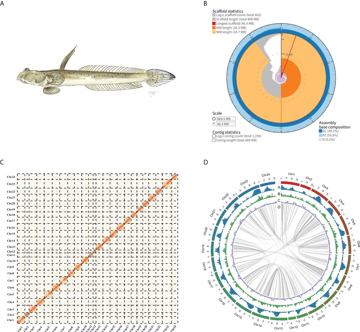 My 2nd #mudskipper publication, a data report in @FrontMarineSci, is out today!!!

Li, Qi, Corush, Chen, Zhang 'A chromosome-level genome assembly of the Walking goby (Scartelaos histophorus)'

#MarineResearch #MarineScience #Oceanography
frontiersin.org/articles/10.33…