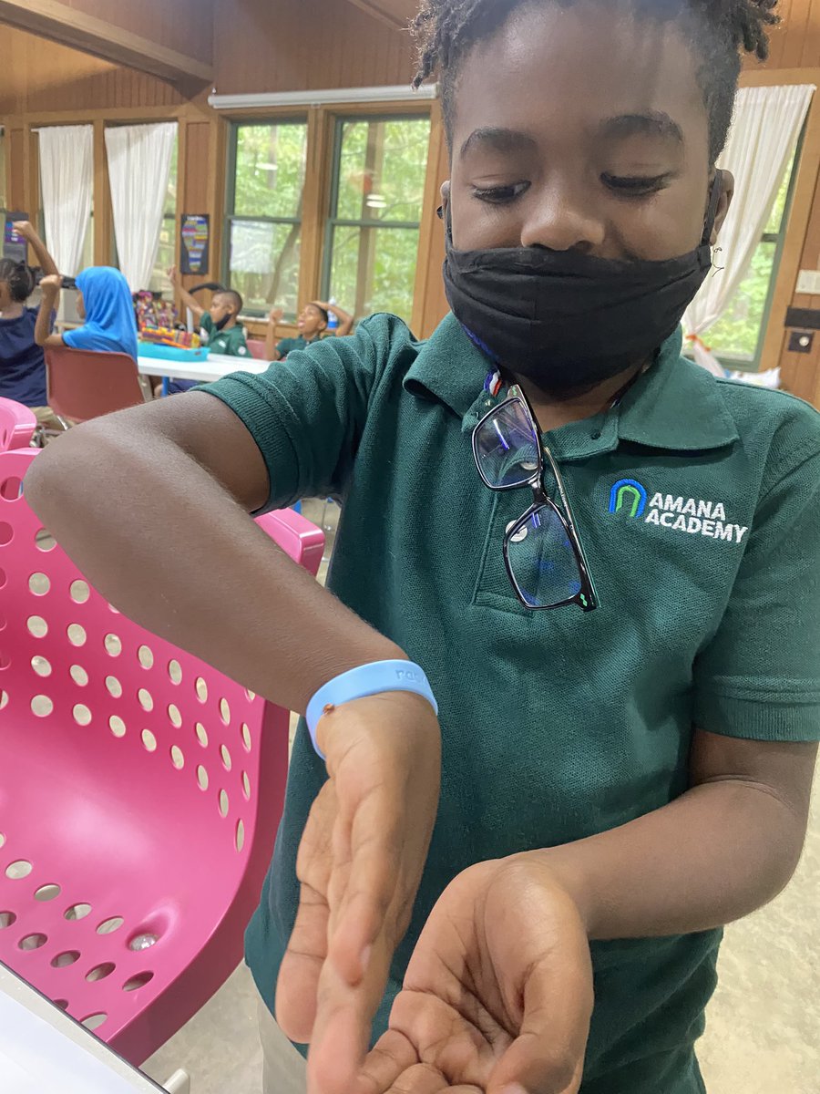 MsPartridgeRead's tweet image. These budding entomologists are checking out our lady beetles @AmanaWest