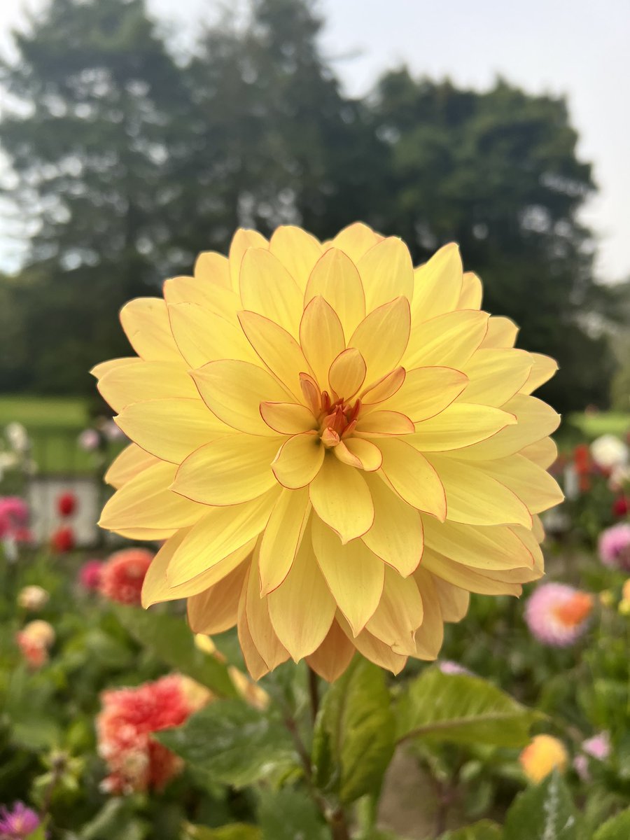 Rach(el) Landers tweet media