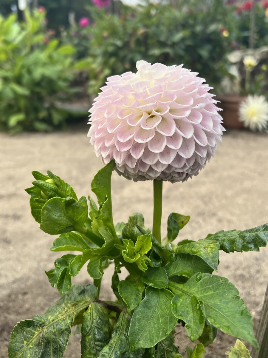 Rach(el) Landers tweet media