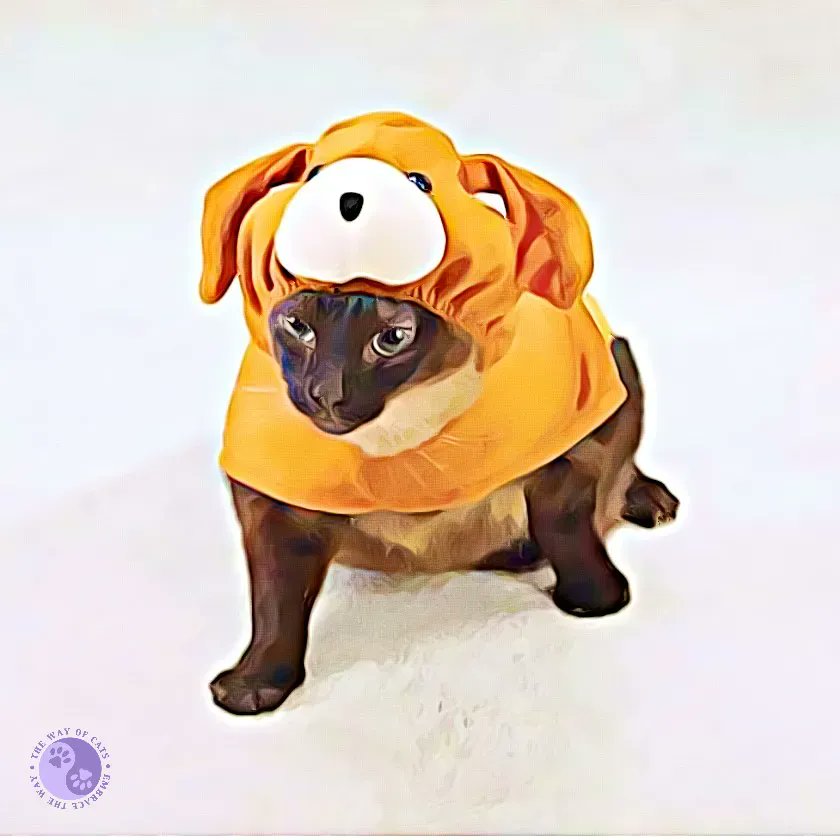 WayofCats's tweet image. Use 🎧 Cats Aren't Dogs and why isn't this obvious? - Myths at the Way of Cats buff.ly/3yfB2nI

This one is for @barncatlady because of her tweet!
#CatsOfTwitter #CatAppreciators #CatPrejudice #RescueCats