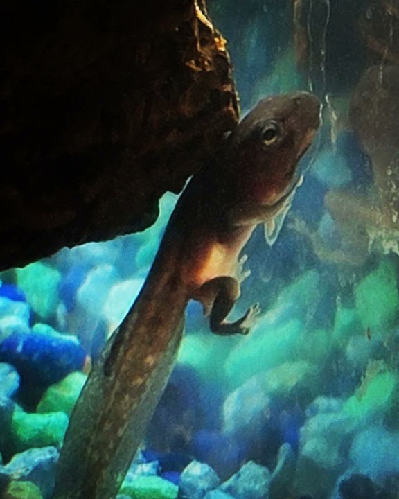 FeelinFroggieMO's tweet photo. Forgot to upload a picture of the little guy! https://t.co/1nTI5yQfF1