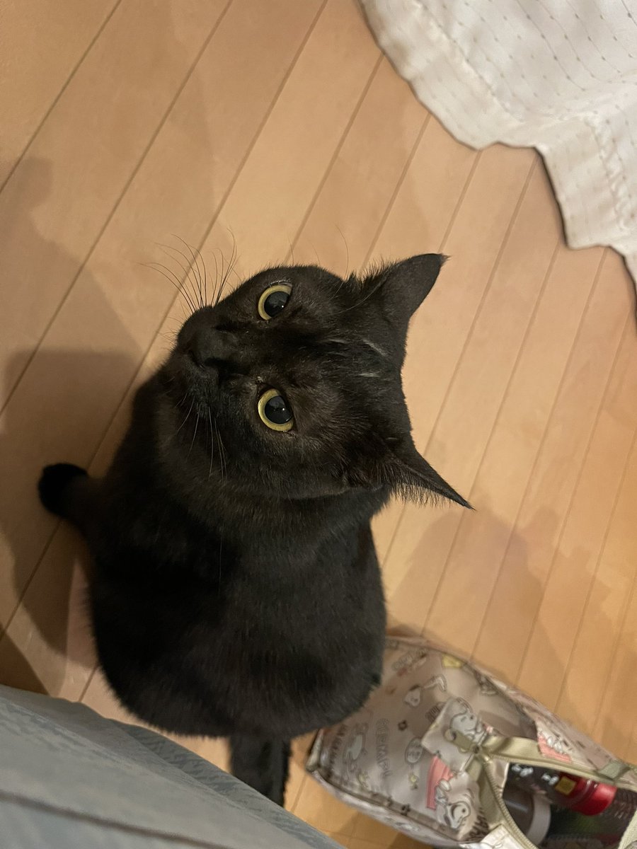 tigers19855044's tweet photo. 今日のひなちゃん
#猫好き https://t.co/6fLKZKErxn