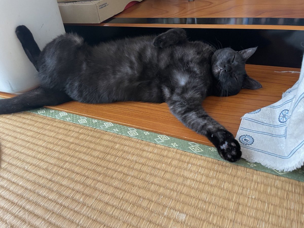 tigers19855044's tweet photo. 今日のひなちゃん
#猫好き https://t.co/xZ5GP5UgH7