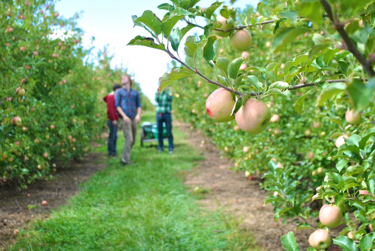 MilburnOrchards's tweet photo. We have been nominated by @USATODAY for the Best Apple Orchard for their 2022 10Best Readers' Choice travel awards! ❤️🍎🍏 Cast your daily vote for our family farm and help us achieve this incredible title for our 120th anniversary this year! 

🗳VOTE NOW: https://t.co/bcqu2dtgjz https://t.co/OqoYDyWw0B