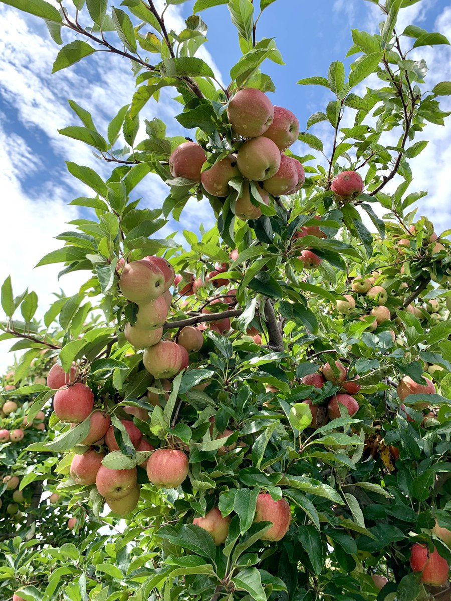 MilburnOrchards's tweet photo. We have been nominated by @USATODAY for the Best Apple Orchard for their 2022 10Best Readers' Choice travel awards! ❤️🍎🍏 Cast your daily vote for our family farm and help us achieve this incredible title for our 120th anniversary this year! 

🗳VOTE NOW: https://t.co/bcqu2dtgjz https://t.co/OqoYDyWw0B
