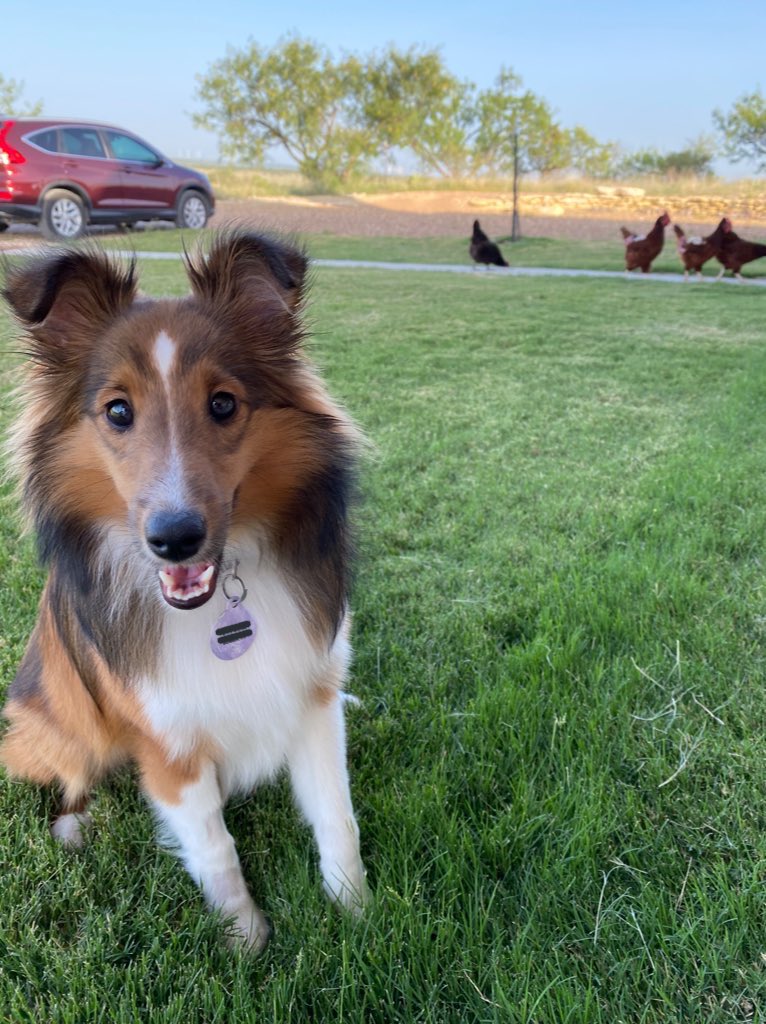 oncloudana's tweet photo. Hey @reveille - Ellie wants you to know she’s your biggest fan and hopes to grow up to be just like you someday. I told her shelties don’t grow up to be collies but I don’t think she believed me 😬 https://t.co/aAxfYz0W2L