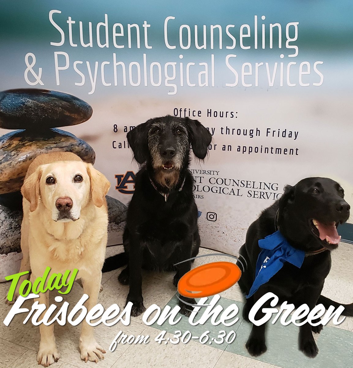 Join us TODAY for Frisbees on the Green (with the Dogtors) 4:30-6:30. Meet the famous therapy dogs of Student Counseling &amp; Psychological Services scps.auburn.edu #auburn #collegestudentmentalhealth #canineperformancesciences #retireddetectiondogs  <a href="/AuburnU/">Auburn University</a> <a href="/AuburnTigers/">Auburn Tigers</a>
