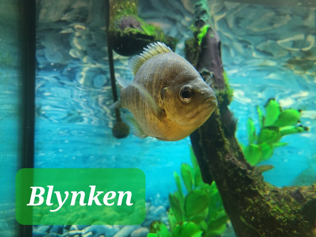 elplibrary's tweet photo. You voted, and the results are in: The new names for our three sunfish are Wynken, Blynken, and Nod! Thank you to everyone who suggested names and voted!
Funding for our native fish tank was provided by the @US_IMLS through the @LibraryofMich.
#NativeFishTank #IMLSgrant https://t.co/3xfGN7jBne