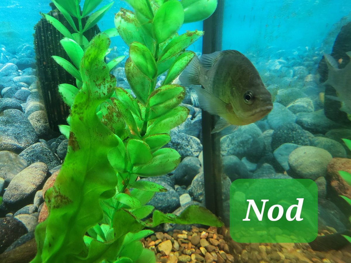 elplibrary's tweet photo. You voted, and the results are in: The new names for our three sunfish are Wynken, Blynken, and Nod! Thank you to everyone who suggested names and voted!
Funding for our native fish tank was provided by the @US_IMLS through the @LibraryofMich.
#NativeFishTank #IMLSgrant https://t.co/3xfGN7jBne