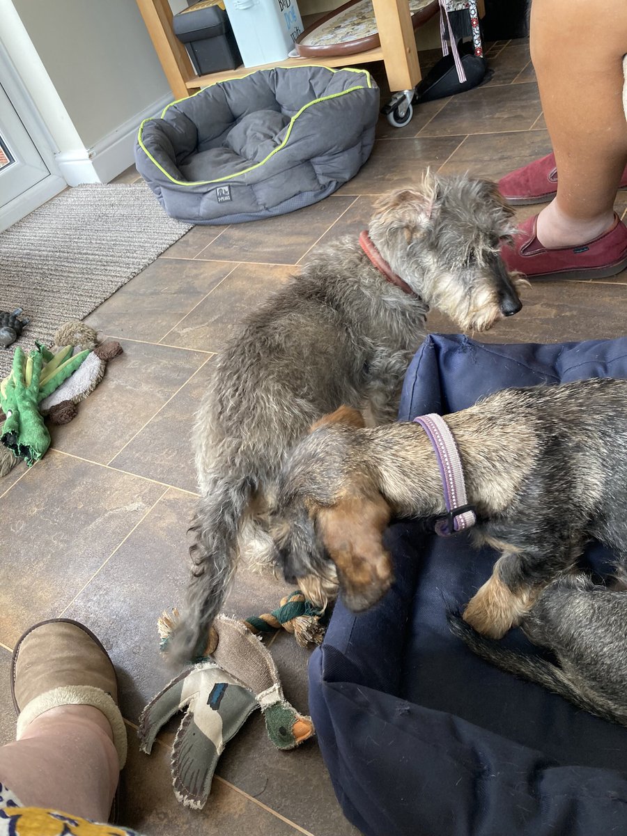 Teckeldog's tweet photo. @RevRichardColes Sika (14) wants Bramble (10 months) to play - but Bramble has just been spayed and feeling sorry for herself and staying in the bed with her duck! https://t.co/8rxOShrNcv