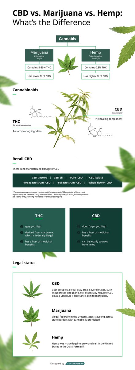 Fantastic infographic designed by <a href="/askgrowers/">askgrowers</a> that summarizes our article in <a href="/ConversationUS/">The Conversation U.S.</a> and is available here: theconversation.com/cbd-marijuana-…