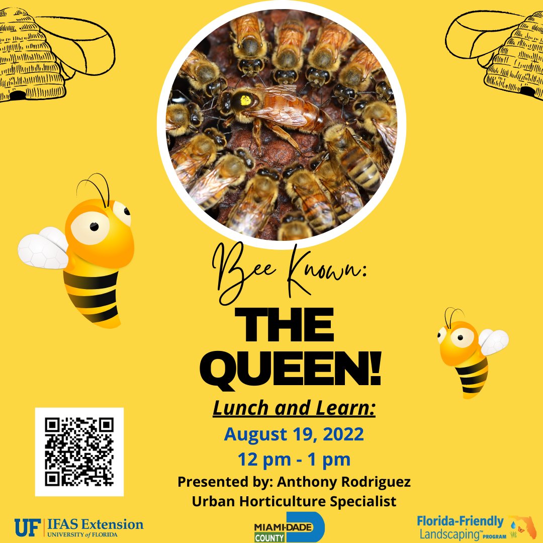 MiamiUrbanHort's tweet photo. #nationalhoneybeeday is coming up! What better way to celebrate than learning more about the #queenbee from our in-house 🐝 guy! This workshop is virtual.
In collaboration with @MiamiDadeParks
#registrationrequired #scanqrcode #pollinators #nature #insects #abejas #lareyna #ffl https://t.co/PTP10Ll35b