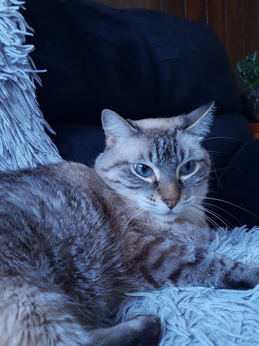 el__pabs's tweet photo. Frida siempre se enojaba con las visitas. también odiaba compartir su espacio personal y la comida.

Frida fue una gatita muy feliz y se le extrañará un chingo.

2015-2022 https://t.co/Wy3GRxJUFk
