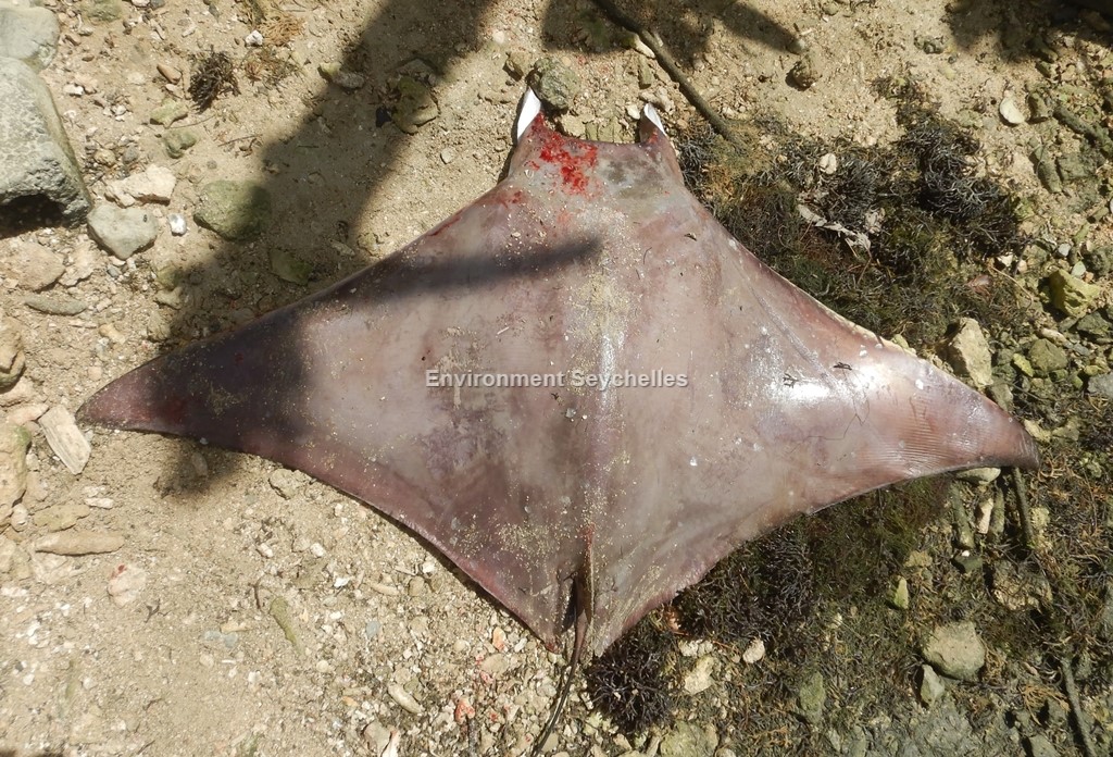 Seychellesharks's tweet image. #datagathering Shortfin devil ray (Mobula kuhlii)(IUCN EN) - &quot;swarko&quot; - Mahe (02/08/22). #threatenedelasmobranchproject #swiofish #macce