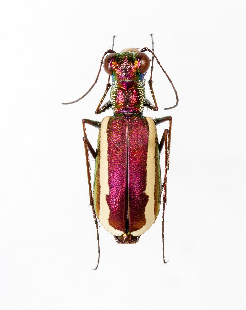 DanDuranBugMan's tweet photo. We are thrilled to announce a new genus of tiger beetle, Jundlandia. These insects live in extreme desert environments which reminded us of the desolate Jundland Wastes from Star Wars. Maybe Luke Skywalker @MarkHamill has seen these in his travels!

https://t.co/K4sUhRj0uU https://t.co/cu7xkByDZc