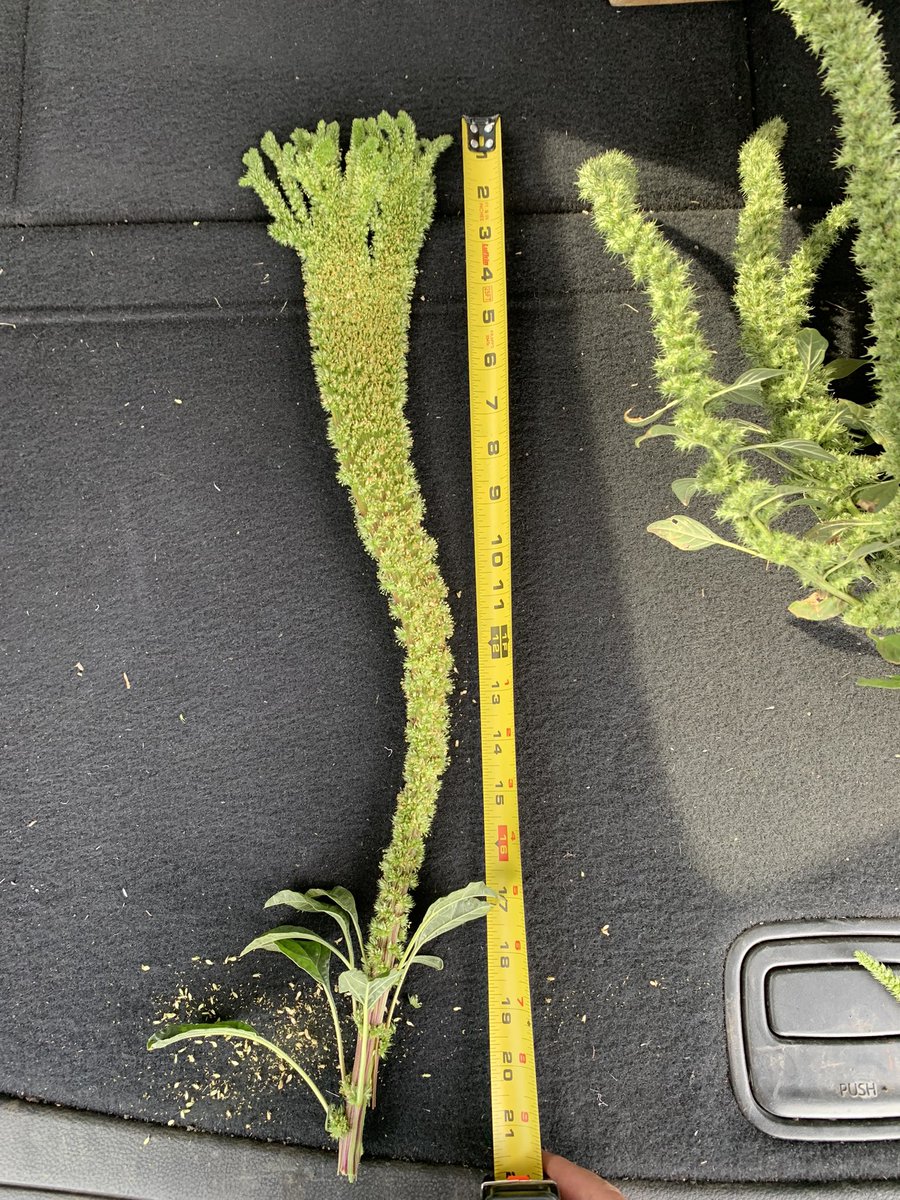 Joe Ikley tweet media